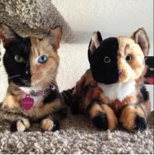 ���������ڲ�ͬ��è��Venus��������