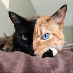 ���������ڲ�ͬ��è��Venus��������