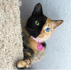 ���������ڲ�ͬ��è��Venus��������