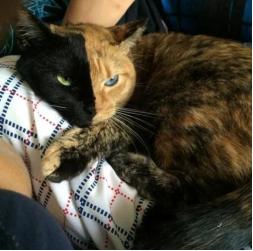 ���������ڲ�ͬ��è��Venus��������