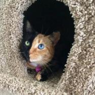 ���������ڲ�ͬ��è��Venus��������