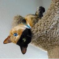 ���������ڲ�ͬ��è��Venus��������