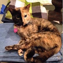 ���������ڲ�ͬ��è��Venus��������