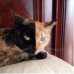 ���������ڲ�ͬ��è��Venus��������