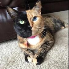 ���������ڲ�ͬ��è��Venus��������