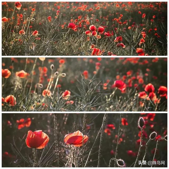 ��ǿ�ֻ�APP��һƪgetƴͼ�Ű��ˮӡȫ������