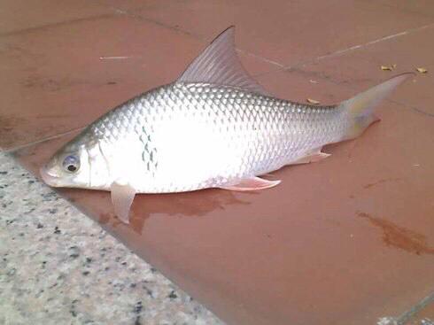 ����ķ���ͷֱ漼��