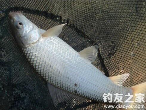 ����ķ���ͷֱ漼��