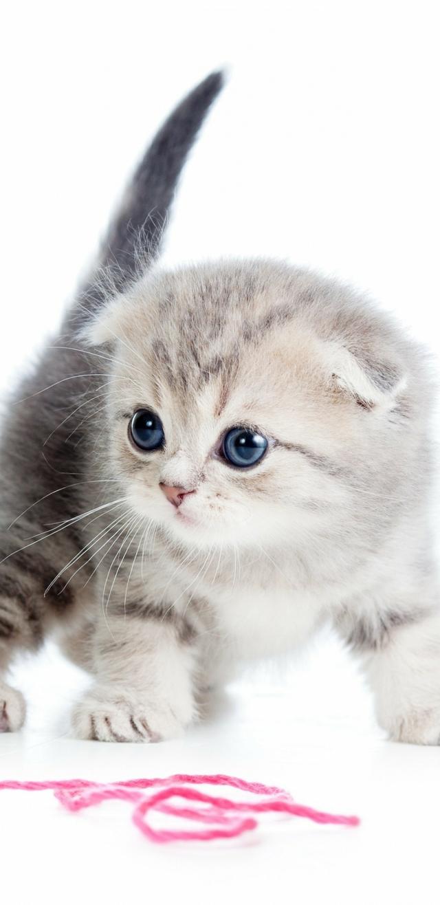 19������Sϵ��18:9����ȫ�����ֻ���ֽ ���ѣ�̫ϲ����