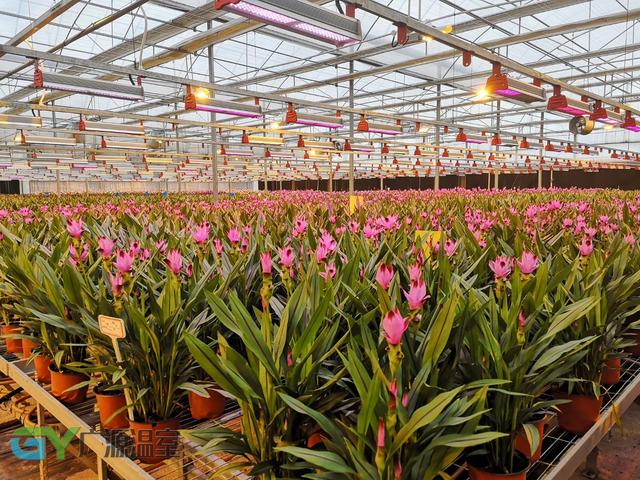 ʲô���ִ�ũҵ��ҵ԰���ִ�ũҵ��η�չ��Ч�ǻ���ʩ��ֲ