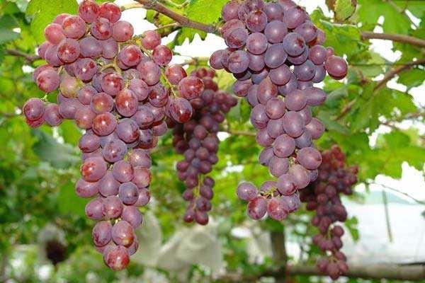 ���ӵ�Ӫ����ֵ�빦Ч