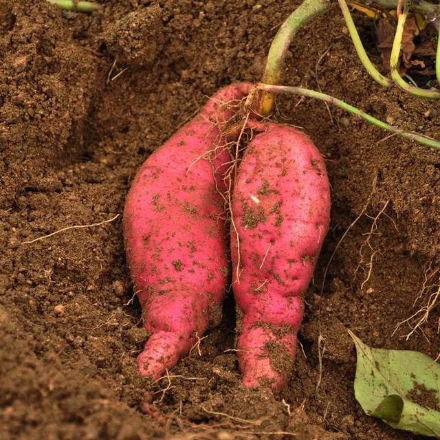 ������ʲôʱ�������й��ģ�