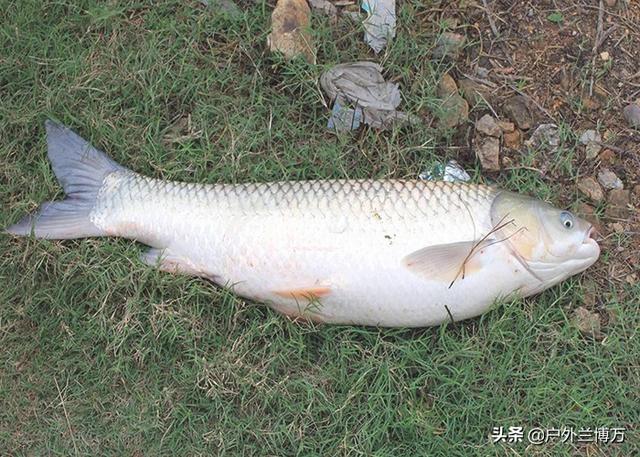 �����㲻֪����ʲô���ϣ��������²����ƶ�������Ч������