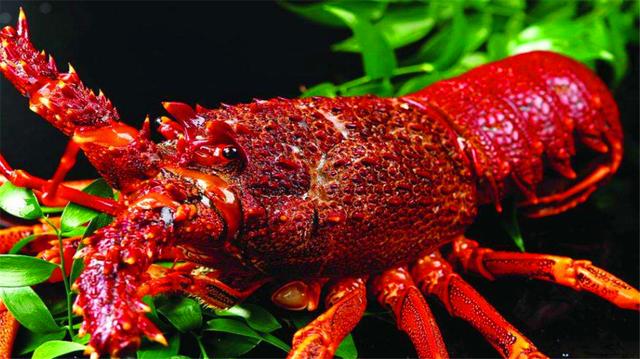 �����������5���ʣ����޻ʵ�з�ϰ�ֻ���������ܳԵ���