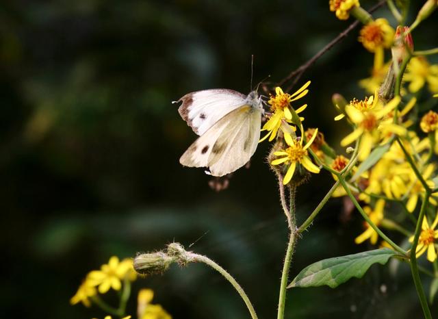 Ϊ�δ�ë����ߣ���Ϊ���������ˣ�