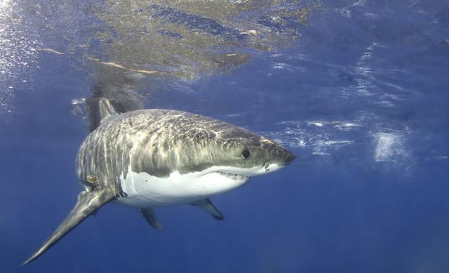 �����������֪ʶ����һ���ص�������Ϊbugһ���Ĵ���