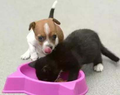 ��Ӣ����12��ʵ�����ѹ�ϵӢ�ı�������ɲ���old iron