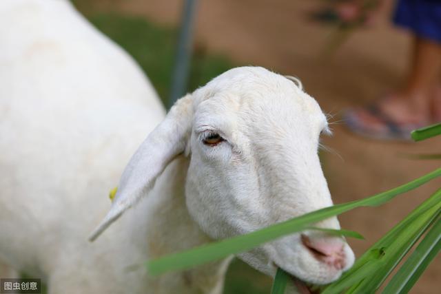 �������鲻�ɴ��⣡С�ĵ��������ֲ�����