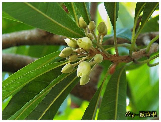 ���ֶ��С�����������ˮ����һ�ֺܳ�����һ�ֹ��ƺ����˳Թ���