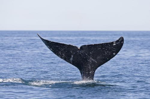 ���ǹ¶���һ�����㣬�����Ϊ��д�裬���ѣ�����Alice