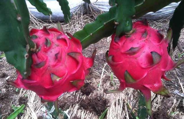 ����������ʲô���� �ֻ�����Ҫʲô����