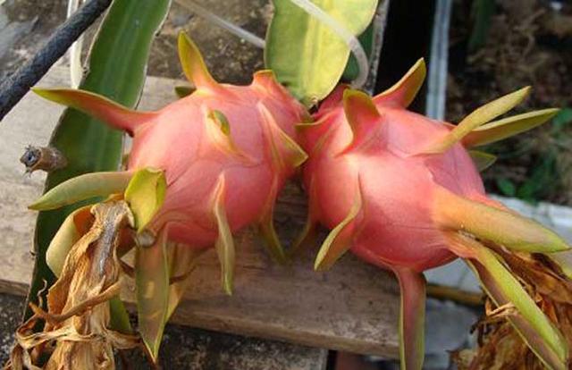 ����������ʲô���� �ֻ�����Ҫʲô����