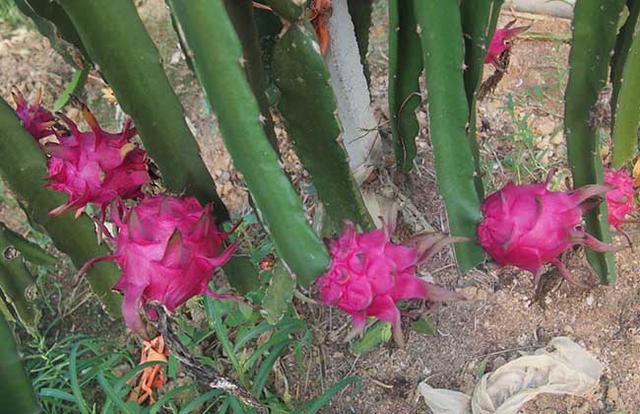 ����������ʲô���� �ֻ�����Ҫʲô����