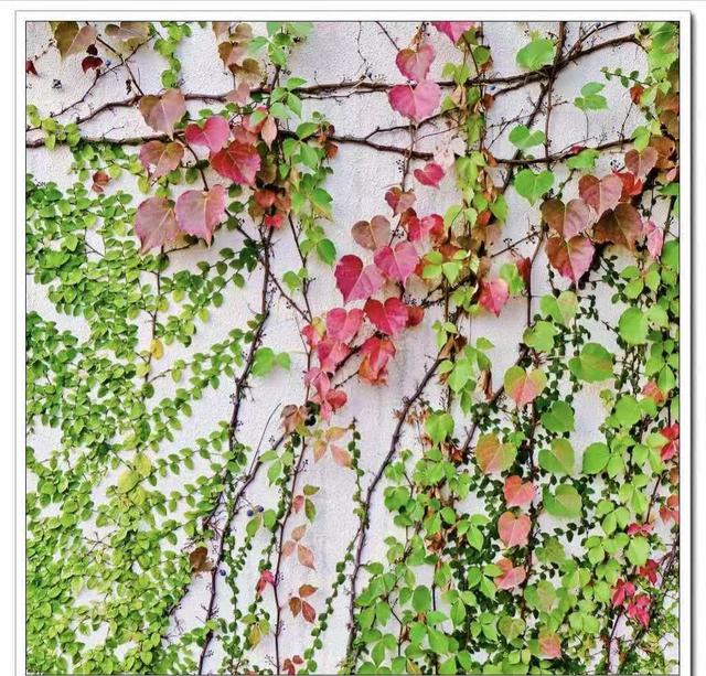 һ����Ƭ����ɽ����ǰ������