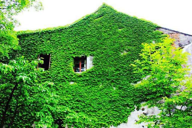 һ����Ƭ����ɽ����ǰ������