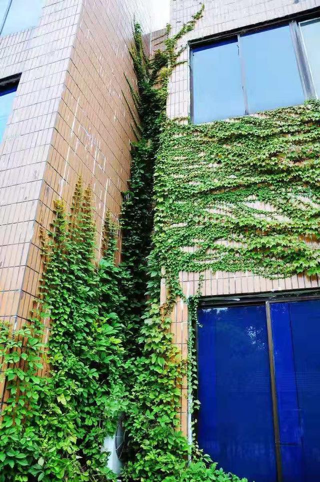 һ����Ƭ����ɽ����ǰ������