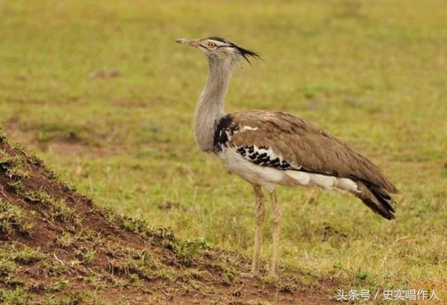 �Ŵ���¥���ϰ���Ϊ��ͳͳ����������𱡱����𱣺�������������