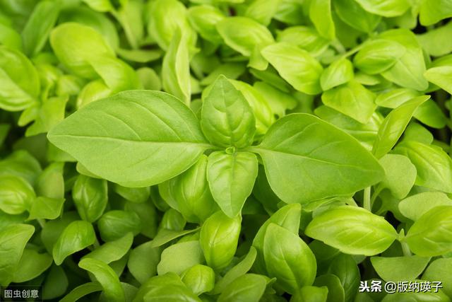 �Ų�����ʲô���ϣ����滹�����գ�������������ʳ������ε�ζ