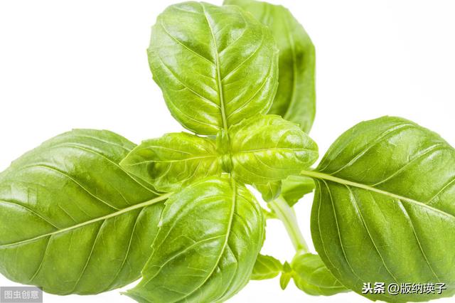 �Ų�����ʲô���ϣ����滹�����գ�������������ʳ������ε�ζ