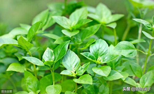 �Ų�����ʲô���ϣ����滹�����գ�������������ʳ������ε�ζ