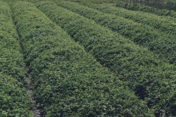 ũ��������ʲô����׬Ǯ��ũ����ֳ����ֲ��Ŀǳ��