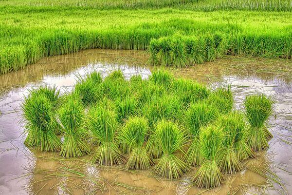 ũ��������ʲô����׬Ǯ��ũ����ֳ����ֲ��Ŀǳ��