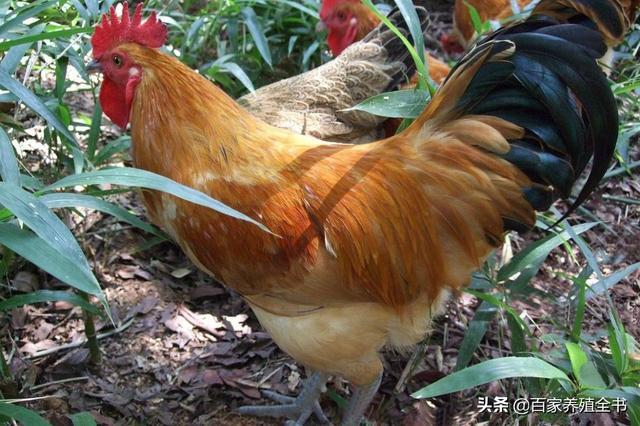 ������ũ����ע���ˣ������ʵ�õ����������㲻�ܴ���