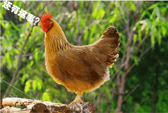 ������ũ����ע���ˣ������ʵ�õ����������㲻�ܴ���