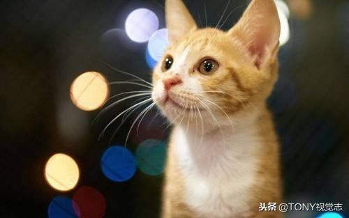 ������Ӱ���Ż�����ʲô�ǹ�Ȧ��������ѧ���Ȧ����֪ʶ��