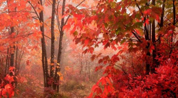 ������ɽ�ĺ�Ҷʲôʱ����� ��ɽ��Ҷ���·ݺÿ�