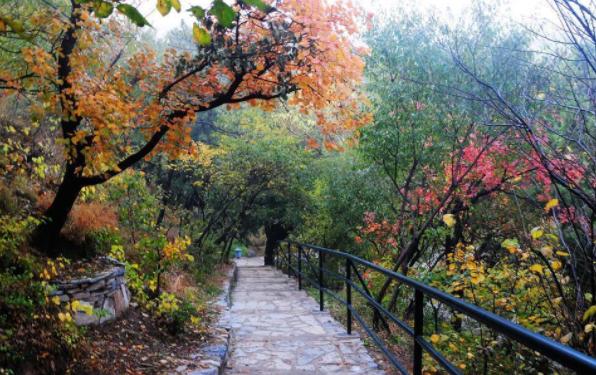 ������ɽ�ĺ�Ҷʲôʱ����� ��ɽ��Ҷ���·ݺÿ�