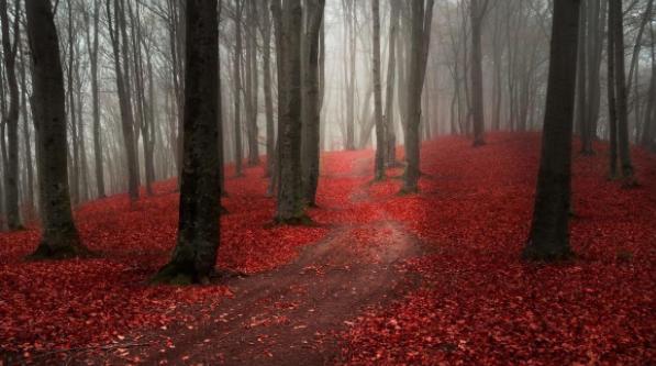 ������ɽ�ĺ�Ҷʲôʱ����� ��ɽ��Ҷ���·ݺÿ�