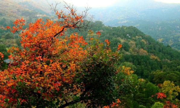 ������ɽ�ĺ�Ҷʲôʱ����� ��ɽ��Ҷ���·ݺÿ�