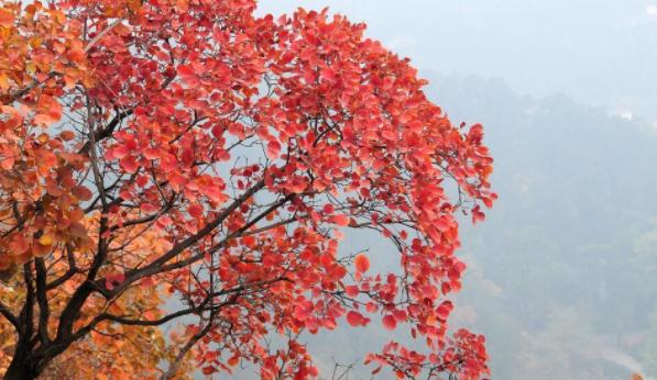 ������ɽ�ĺ�Ҷʲôʱ����� ��ɽ��Ҷ���·ݺÿ�