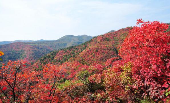 ������ɽ�ĺ�Ҷʲôʱ����� ��ɽ��Ҷ���·ݺÿ�