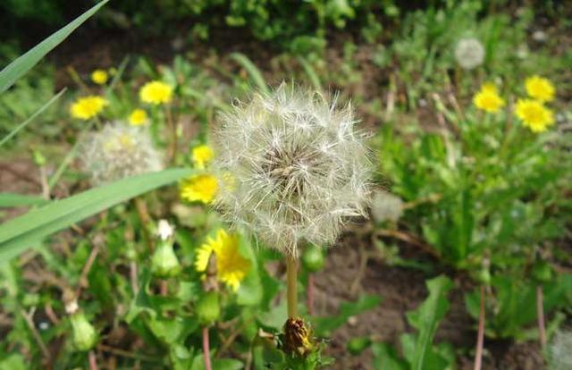 ֲ�ﴫ����������Щ���� ���ֳ�����������