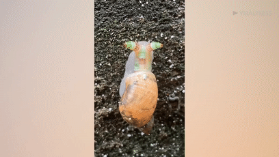 ̨�循��ɥʬ��ţ�������Ѿ���ȫ�ܼ�����ڲ�