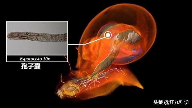 ̨�循��ɥʬ��ţ�������Ѿ���ȫ�ܼ�����ڲ�