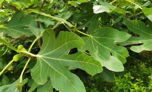 Ħ������P50�������飺21:9������������ӰԺ������