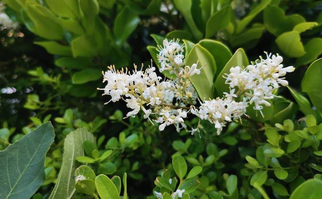 Ħ������P50�������飺21:9������������ӰԺ������